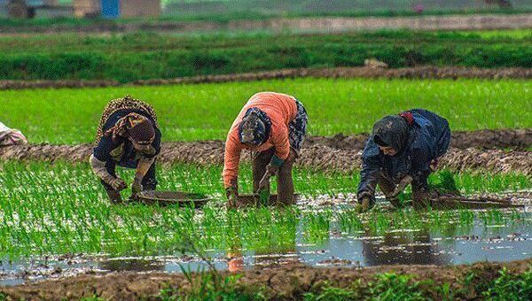 سال زراعی سخت برای برنج کاران| برنج شمال فقط کام دلالان را شیرین کرد
