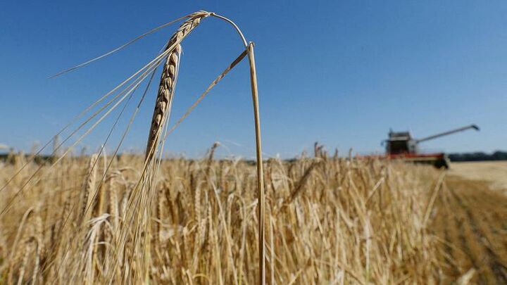 کاهش چشمگیر تولید غلات در اوکراین