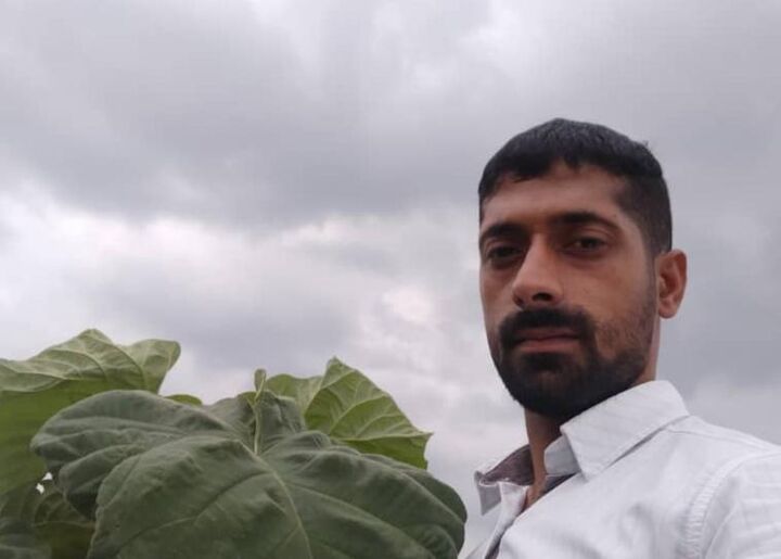 زراعت چوب گونه پالونیا درآمد خوبی دارد زراعت چوب گونه پالونیا درآمد خوبی دارد