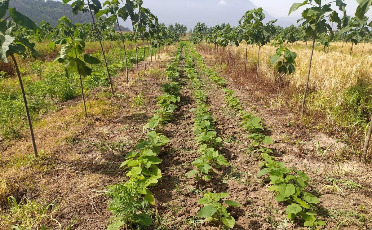روایت زراعت پالونیا در گلستان | سرمایه گذاری بدون تخریب محیط زیست 