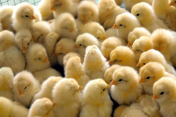 ۱۵ درصد مرغ گوشتی اصفهان صادر می شود| ۱۰ هزار تن نهاده طیور در راه استان