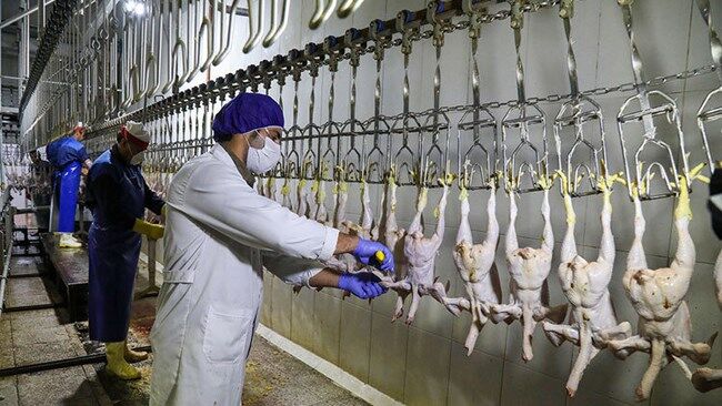 آمار تولید گوشت طیور در کشتارگاه‌های کشور در سال ١۴٠٠