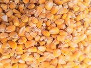 قیمت انواع نهاده های دامی و محصولات کشاورزی ۱۴ آذر ۱۴۰۱