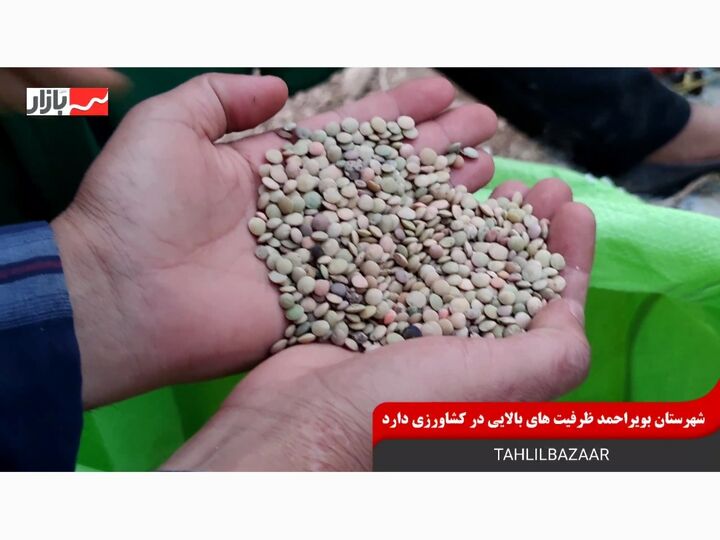 برداشت محصول عدس از مزارع شهرستان بویراحمد آغاز شد| لزوم خروج از کشت سنتی
