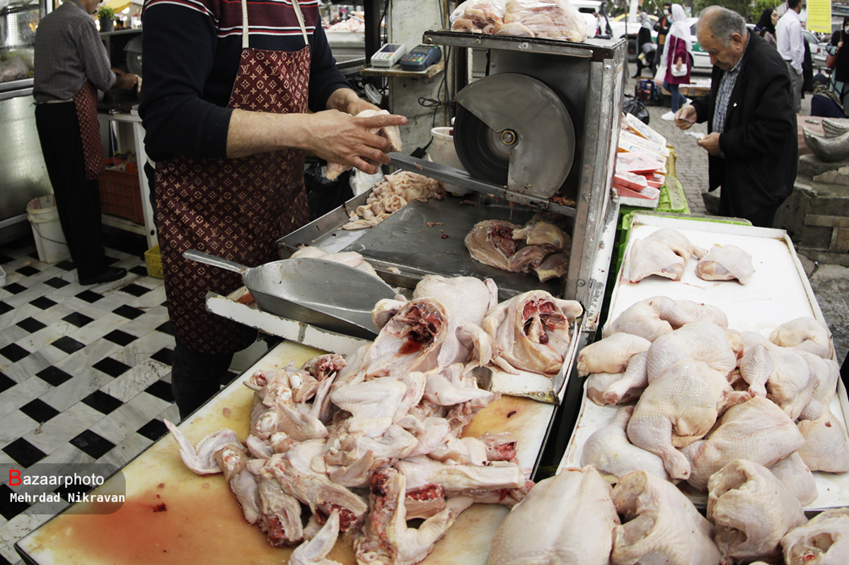 دولتمردان به دنبال قیچی کردن پر و بال مرغ| دلالان تن به اصلاح قیمت نمی دهند