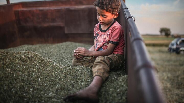 برداشت فریکه از گندم در ادلب سوریه