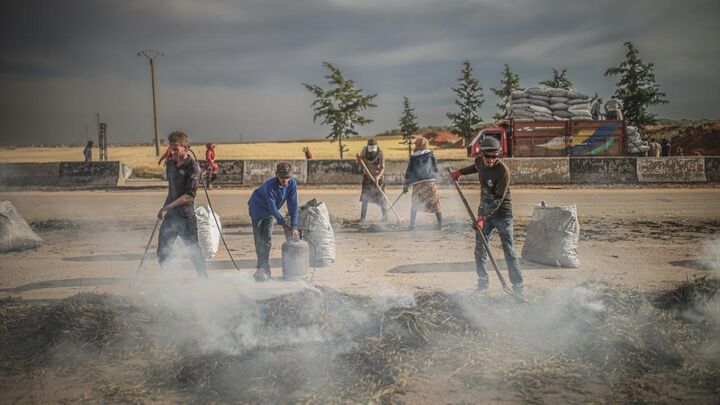 برداشت فریکه از گندم در ادلب سوریه