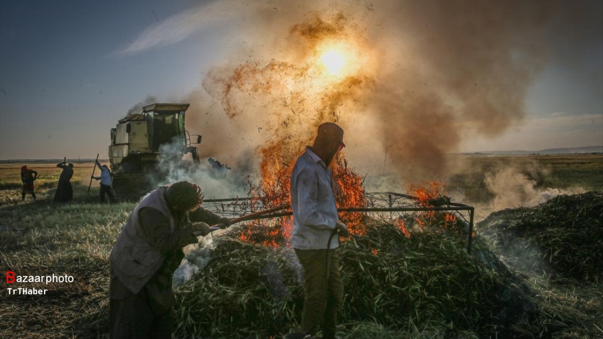 خسران کشاورزان گلستانی از سموم بیکیفیت | گندمزارهای قورچای خشکید