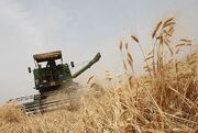 ۱۰۷ هزار هکتار از مزارع گندم دیم استان همدان خسارت دیده است