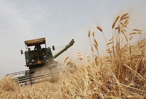 ۸۷۰۰۰ تن گندم از زارعین اردبیلی خریداری شده است