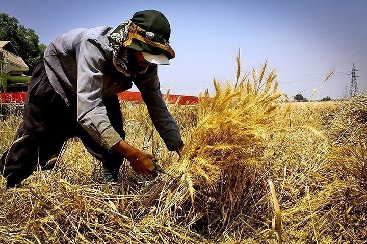 ۱۳۷ هزار تن گندم مازاد کشاورزان استان همدان خریداری شد