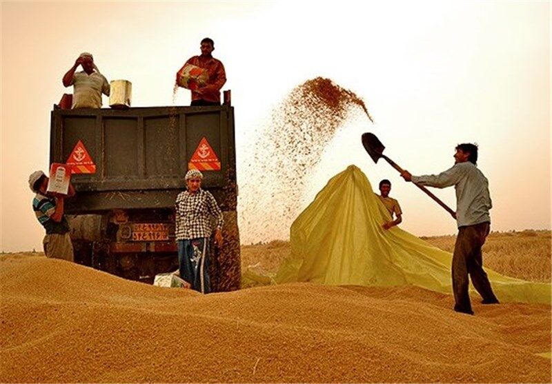 خرید ۳۰۱ هزار و ۵۳۳ تن گندم تضمینی در استان همدان