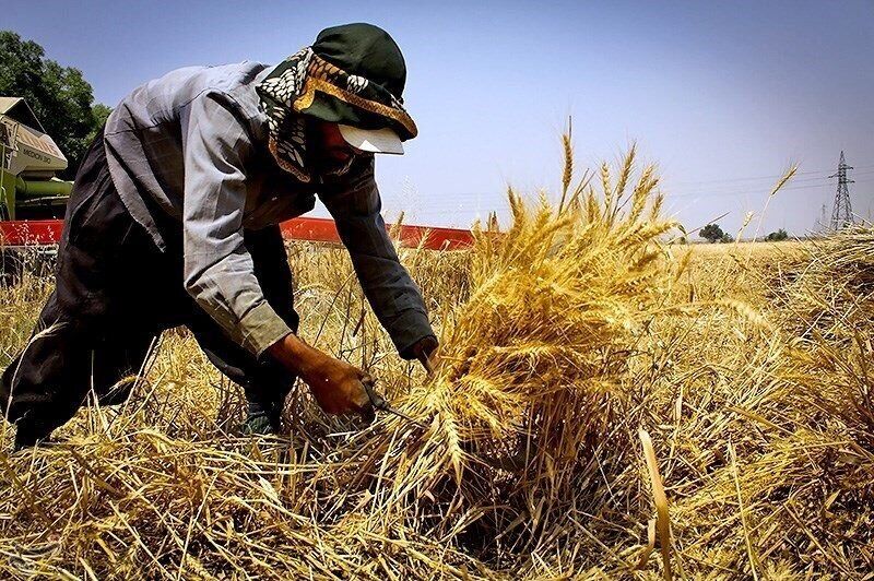 اقتصاد طلایی برای گندم‌کاران خراسان رضوی| افزایش  ۲۰۰درصدی خرید تضمینی