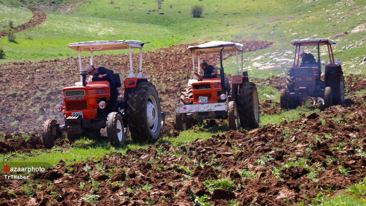 دستاوردهای جهش تولید در دیم زارهای ایلام| تولید ۲۵ درصد افزایش یافت