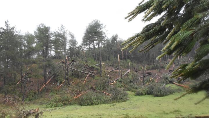 چرا در سالیان اخیر شاهد افزایش آتش سوزی ها در جنگل های زاگرس هستیم؟ چرا در سالیان اخیر شاهد افزایش آتش سوزی ها در جنگل های زاگرس هستیم؟