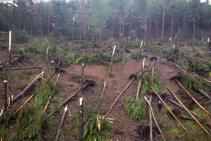 تشکیل پرونده جنگل خواری برای متخلفان در تنکابن تشکیل پرونده جنگل خواری برای متخلفان در تنکابن