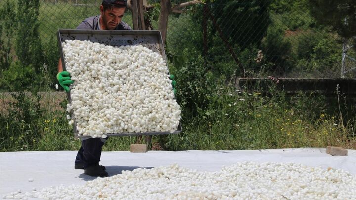 افزایش وزنی ۱۵ درصدی هر جعبه تخم نوغان تجاری جدید داخلی| کاهش واردات تخم نوغان عملیاتی میشود افزایش وزنی ۱۵ درصدی هر جعبه تخم نوغان تجاری جدید داخلی| کاهش واردات تخم نوغان عملیاتی میشود