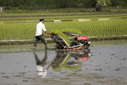 سال آینده نیازی به واردات برنج نخواهیم داشت| رانت و فساد در واردات برنج عامل نوسان قیمت