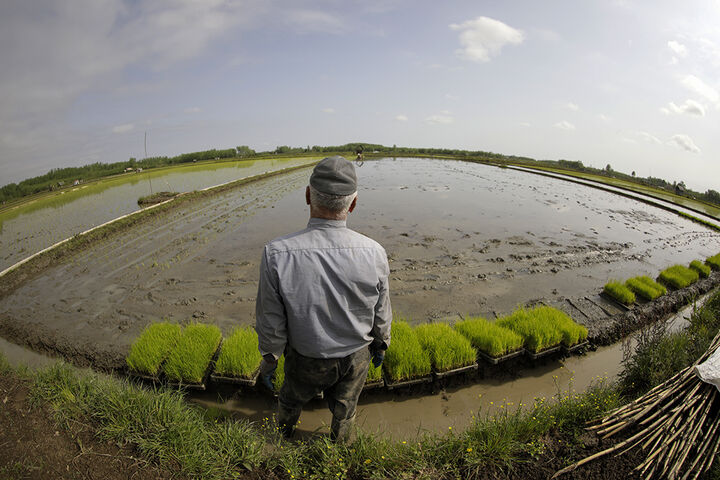 کاشت مکانیزه برنج