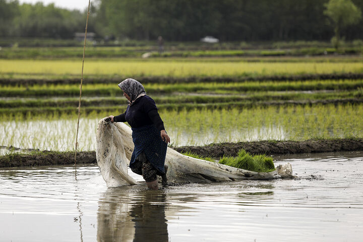 کاشت مکانیزه برنج