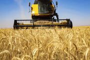 شش میلیون هکتار کشت گندم در کشور انجام می شود