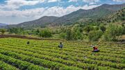 راه اندازی گردشگری مزرعه در مازندران