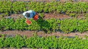شناسایی ۱۲ مزرعه نوآور در استان همدان| برنامه های ترویجی دنبال می شود