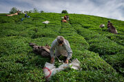 آغاز چین دوم برگ سبز چای| ۱۱ هزار و ۸۰۰ تن چای خشک تولید شد