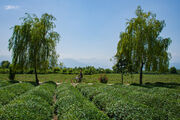 تولید برگ سبز چای در گیلان ۲۳ درصد رشد داشته است