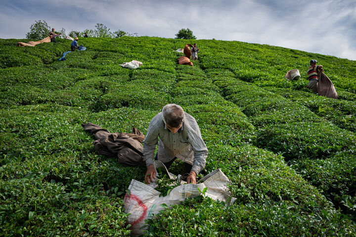 افزایش ۳۰درصدی قیمت خرید برگ سبز چای| پیش‌بینی تولید ۱۴۵ هزار تن برگ سبز چای