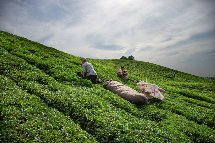 توسعه همکاری‌ها با ژاپن برای ارتقای تولید چای