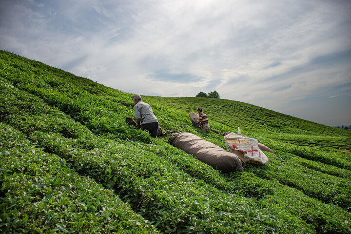 برداشت چای