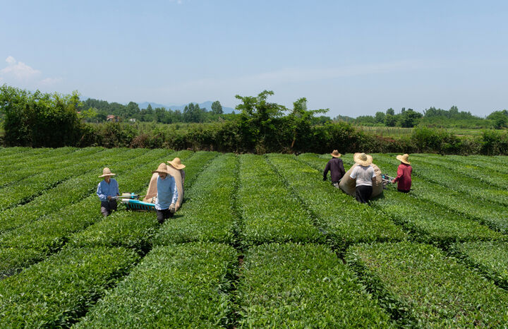 خرید تضمینی برگ سبز چای به ۷۹ هزارتن رسید خرید تضمینی برگ سبز چای به ۷۹ هزارتن رسید