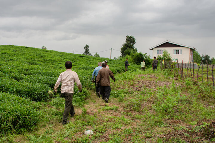 هشدار بارشهای شدید و سیلاب در گیلان و مازندران؛ کشاورزان چای عجله کنند