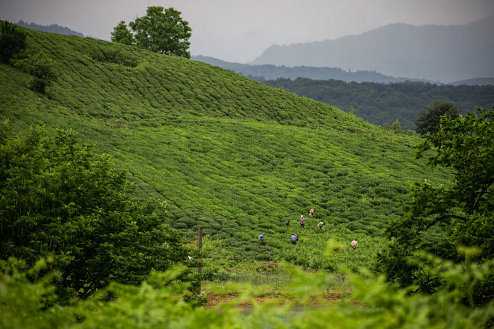 تیشه به ریشه چایکاری؛ قهوه خوری ویلاسازان در باغات چای