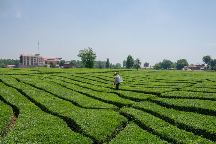 افزایش ۵۷ درصدی نرخ برگ سبز چای