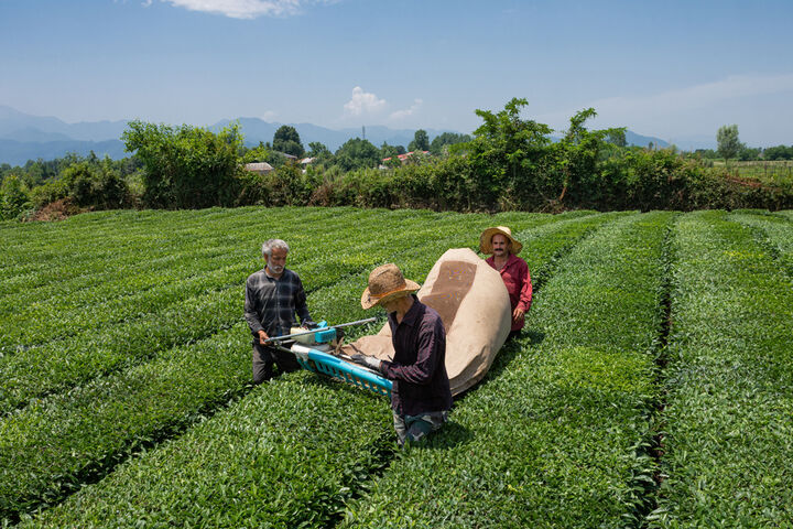 ۷۹ درصد ارز نیمایی تخصیص یافته برای واردات چای به یک گروه تجاری اختصاص یافته است