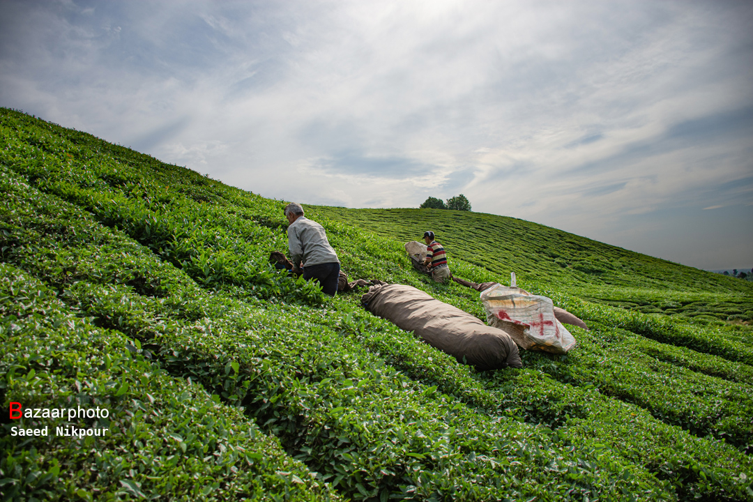 چایکار می کارد ویلادار می چیند| باغات زیر تیغ ساخت و ساز