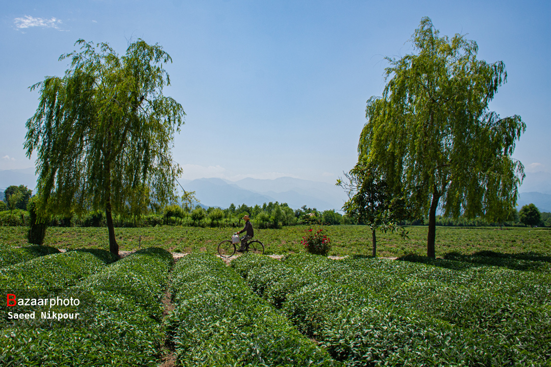 تیشه به ریشه چایکاری| قهوه خوری ویلاسازان در باغات چای