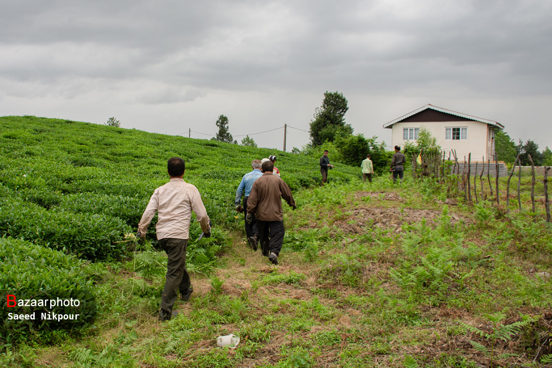 تیشه به ریشه چایکاری| قهوه خوری ویلاسازان در باغات چای