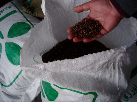 «قهوه زیتون» اختراع جدید کارآفرین خراسانی | حکایت تلاش از کارگری ساده تا کارآفرینی تخصصی