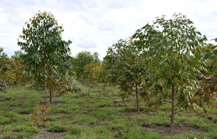 از شعار تا عمل به زارعت چوب| استقبال فعالان صنعت چوب از مواد اولیه تولید شده در مزارع اکالیپتوس از شعار تا عمل به زارعت چوب| استقبال فعالان صنعت چوب از مواد اولیه تولید شده در مزارع اکالیپتوس