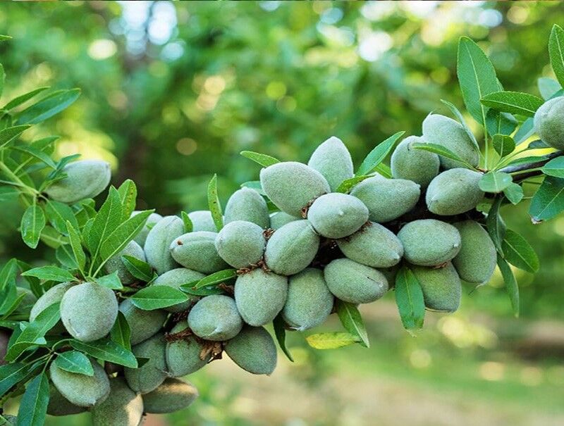 فروش انواع بهترین نهال بادام و گردوی دیرگل در تابستان ۱۴۰۱