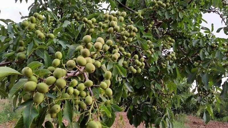 فروش انواع بهترین نهال بادام و گردوی دیرگل در تابستان ۱۴۰۱