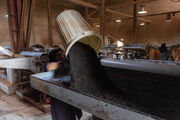 کاهش ۱۴درصدی تولید چای خشک|  ۷۰درصد مطالبات چایکاران پرداخت شده است