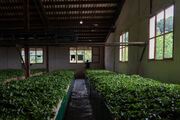 افت ۱۳ درصدی تولید برگ سبز چای