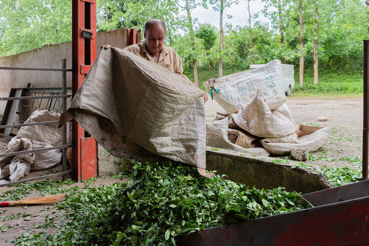 پیش بینی خرید ۱۳۰ هزار تن برگ سبز چای در شمال