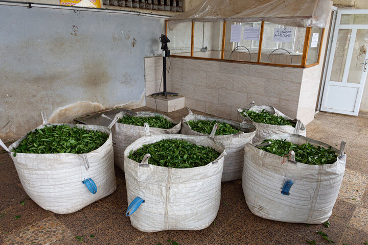 عدم سموم کشاورزی، مزیت رقابتی چای ایران در جهان