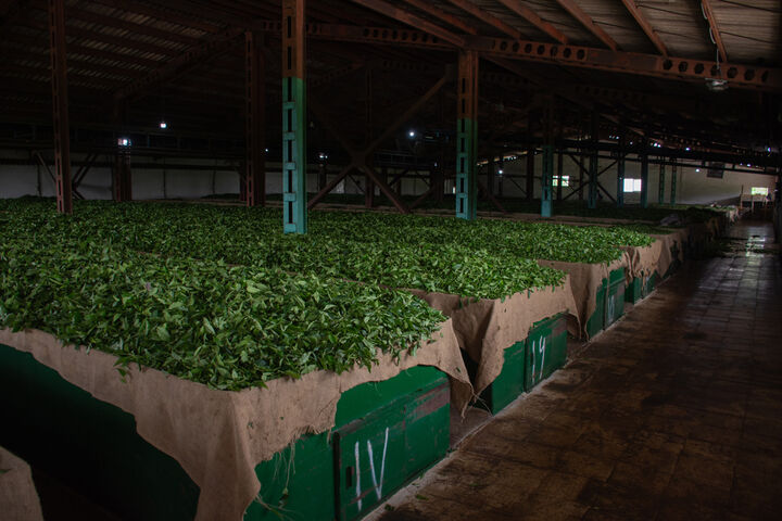 صادرات ۸ تا ۱۰ هزار تن چای ایران به ۲۷ کشور جهان