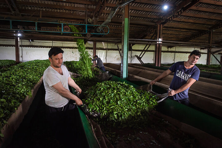 فرآوری چای در ۱۶۸ کارخانه کشور